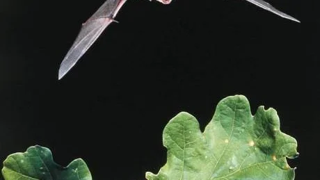 Statens veterinärmedicinska anstalt uppmanar alla som hittar en död fladdermus att skicka in den för undersöka om den är smittad med rabies. Men ta aldrig i en fladdermus utan handskar. Foto: Hugh Clarke/Scanpix