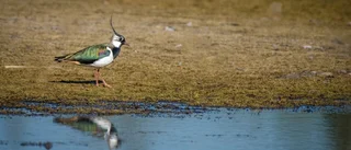 Tofsvipan har skådats i Kåbdalis