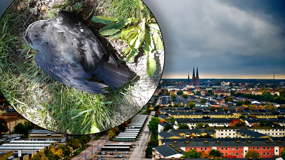 Ett tiotal kajor har påträffats döda i Uppsala. Dödsorsaken är oklar – men den preliminära undersökningen visar vätska i lungorna.