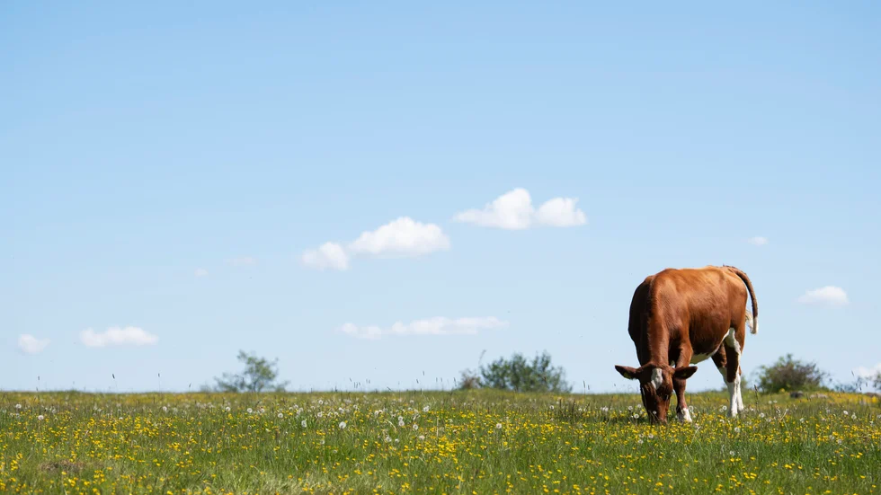 Resultatet visar att artrikedomen är störst på naturbetesmarker som inte plöjts eller gödslats.


