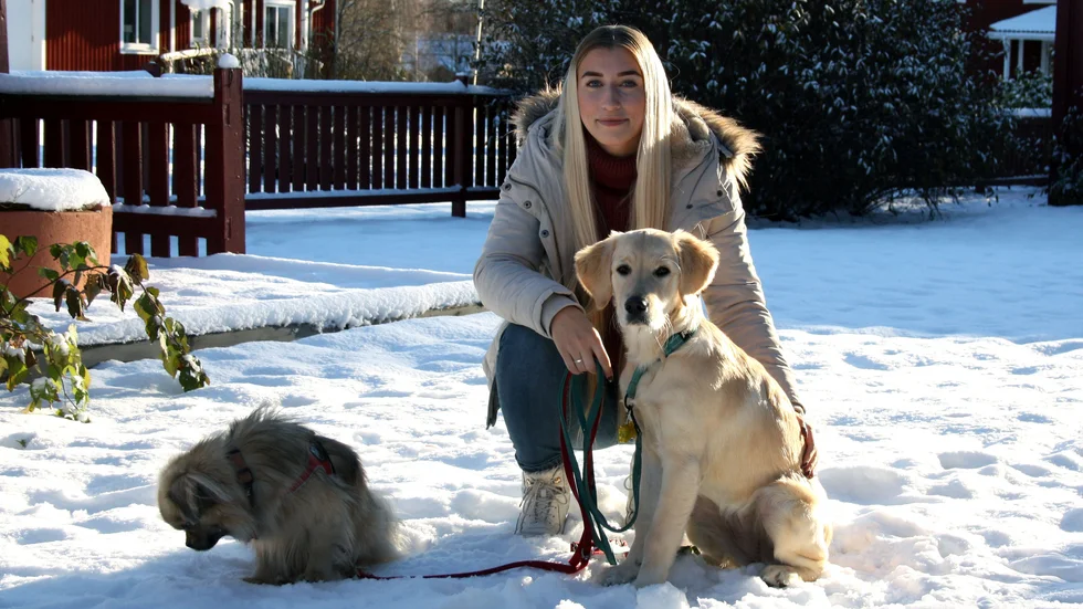 "När vovvarna sover passar jag på att jobba med mina sociala medier", berättar Ida Öhman, hundvakt och influencer.
I bild är Ida Öhman med hundarna Leo och Bella.