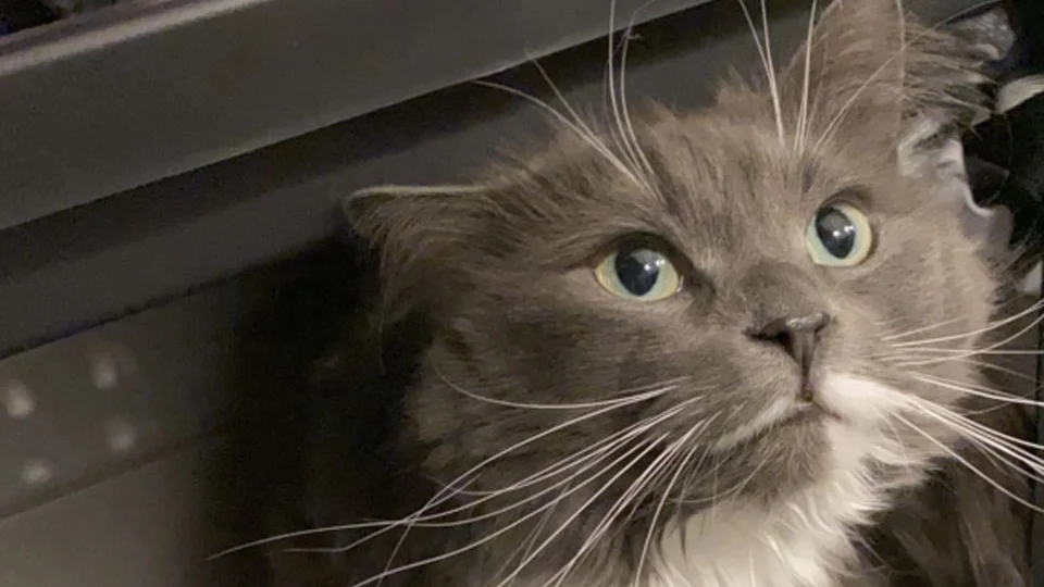En kvinna misstänks för att ha sålt katter olagligt.
