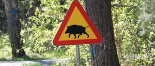Svinens framfart måste bromsas