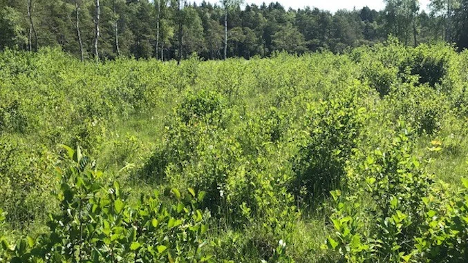 Sjösakärren är unika med rikedom av orkideer. Än så länge. Snart ett minne blott då området håller på att slya igen av björk, al, sälg, med mera.
Sriver Torbjörn Andersson.