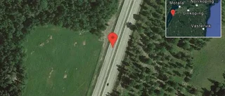 Rådjur på vägen