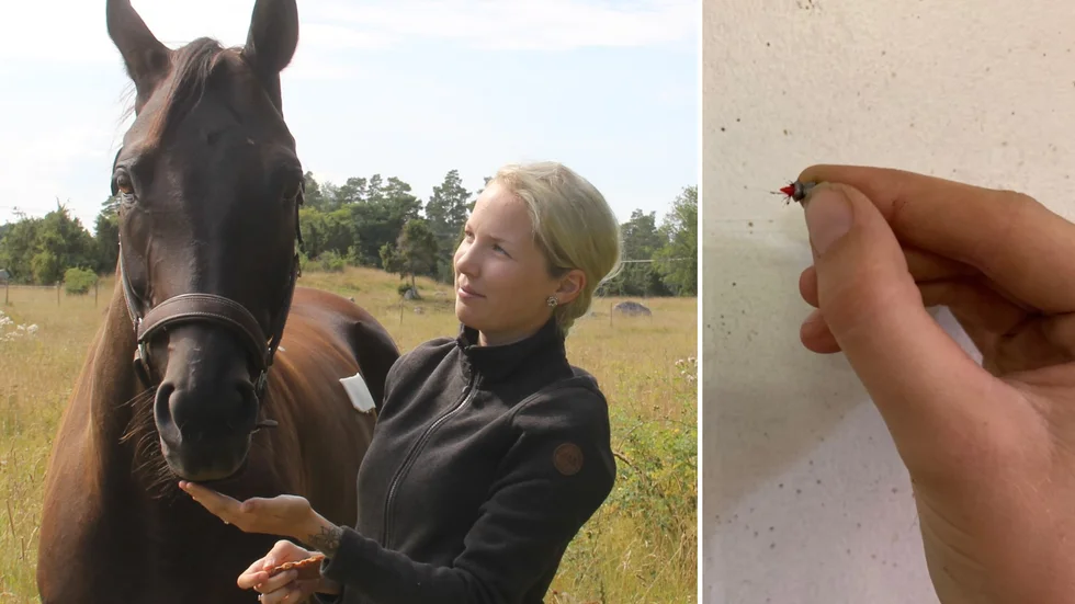 Emma Wendin Löwgren tillsammans med hästen Matheo. Till höger: Kulan som Emma hittade i Matheos mage.