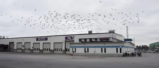 Lumire behöver riva och bygga nytt på Storheden