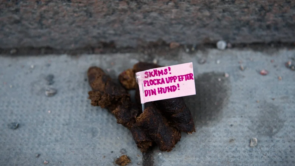 Att inte ta upp hundbajs räknas som nedskräpning. 