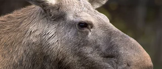 Förlängda restriktioner för att stoppa spridning av CWD