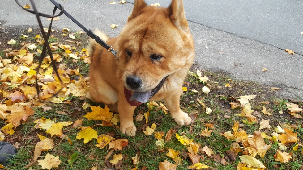 En kvinna som blivit biten av en hund har polisanmält hundägaren. Ägaren är misstänkt för bland annat brott mot lagen om tillsyn av hund och katt. (Hunden på bilden har inget med händelsen att göra.)