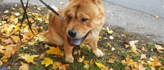 Kvinna polisanmäler hundbett   
