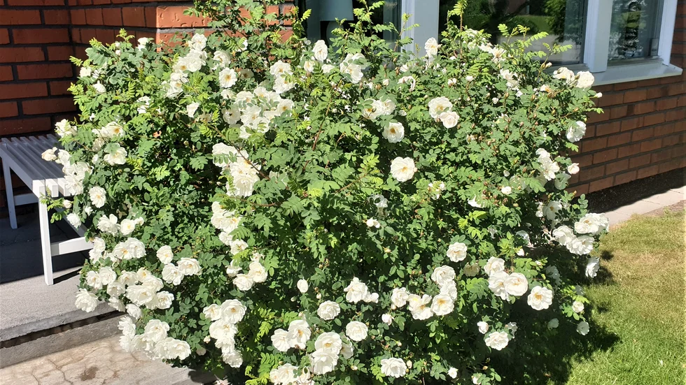 Finska rosen i midsommarblom, ett fint sommarminne.
