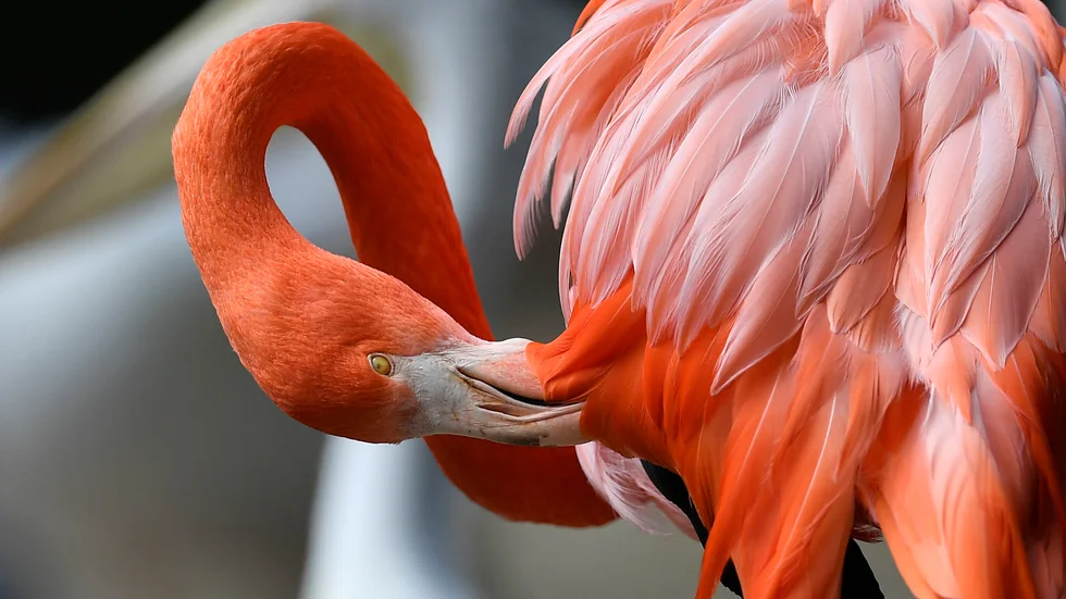 En rosa flamingo, fotograferad på en djurpark i Tyskland. Arkivbild.
