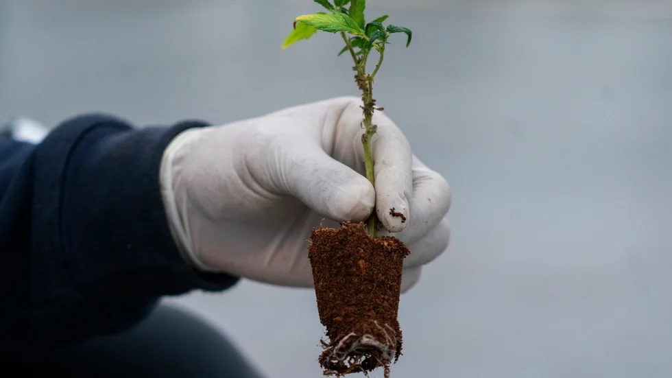 Polisen hittade flera cannabisplantor i samband med en husrannsakan. 