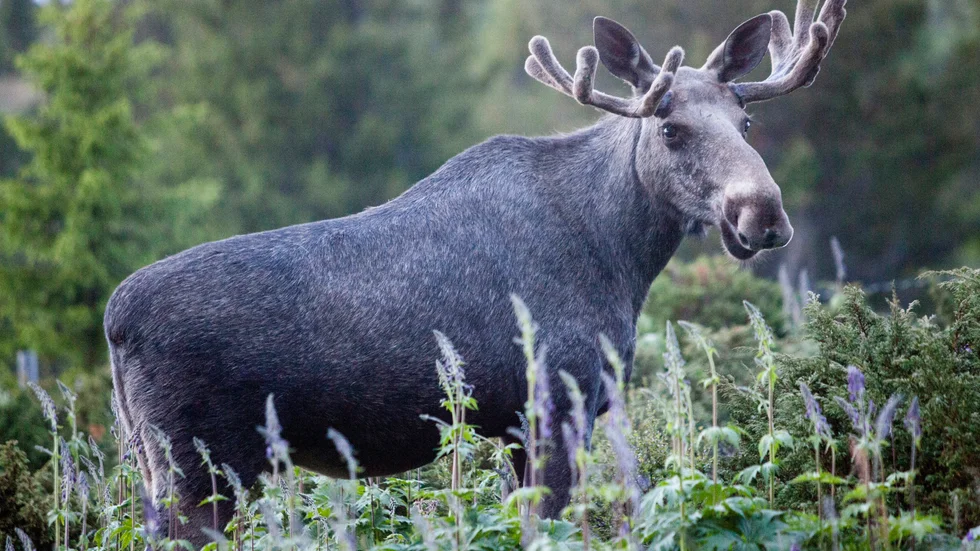 En tam älg är på rymmen från Kosta älgpark, mitt under jakten. Observera att detta inte är den förrymda älgen Laban, utan en arkivbild på en annan älg.