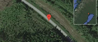 Älg på vägen på väg 580