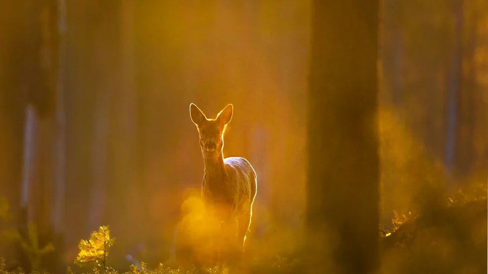 Här syns den ena bilden som Torbjörn Lilja prisades för i SM i naturfoto. 