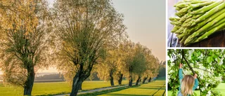"Östergötland spirar" visar landsbygden i vårskrud