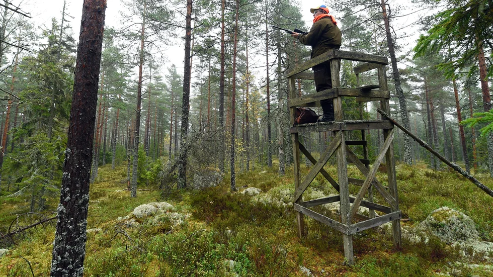 Älgjägarna i Luleå- och Boden-området får hög betyg av polisen efter en större insats i helgen. En jägare misstänks dock för grovt jaktbrott och ytterligare tre har efterräkningar att vänta. Bilden är tagen vid ett helt annat tillfälle.