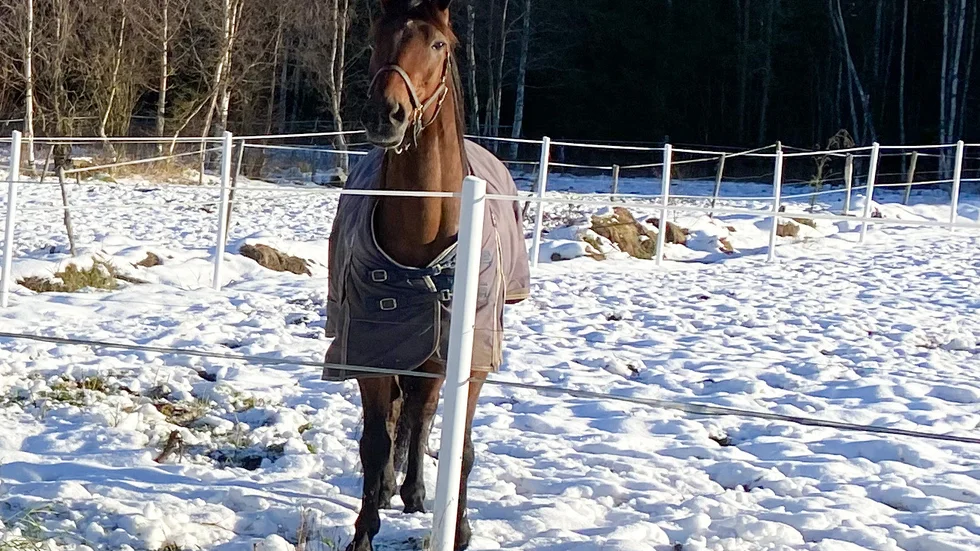 Zorro Swing slutade trea på Umåker och har nu tjänat 277 523 kronor på 22 starter i år.
