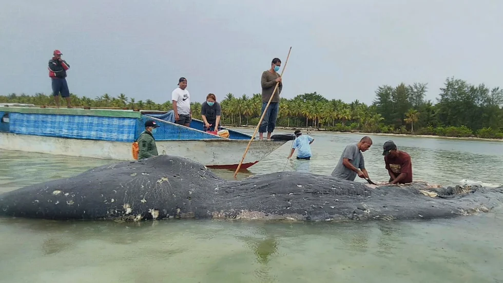 En död kaskelot som hittades i Indonesien för två år sedan. Djuret hade cirka 115 plastkoppar och 25 plastpåsar i magen. Totalt hade valen nästan sex kilo avfall i kroppen. Arkivbild.