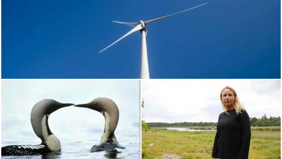 Länsstyrelsen säger nej till bygget av ett vindkraftverk i Bondskärets naturreservat på Hållnäskusten. Känsligt fågelliv stoppar bygget. Yvette Heimbrand har engagerat sig mot bygget av vindkraftverket.