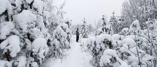 Snötyngda träd i Boden             