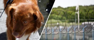 Djur riskerar avlivning – husse ska sitta i fängelse