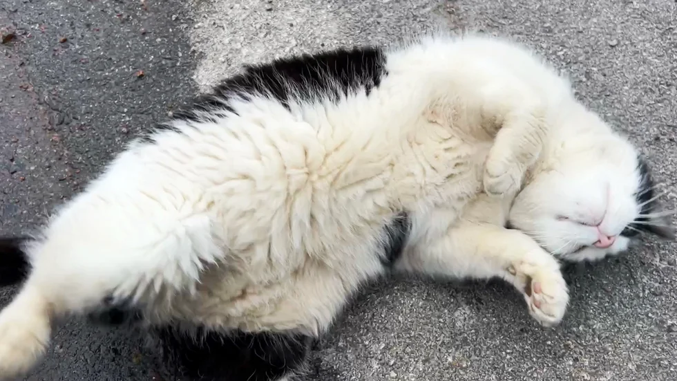 Kuriren har tidigare skrivit om länsstyrelsens hantering av ett ärende rörande en överviktig katt. Bilden är tagen i ett annat sammanhang och föreställer en annan katt.