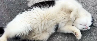 "Jag är själv överviktig – men upprörs av katten"