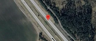 Rådjur på fel sida viltstängslet på E4