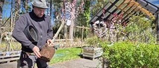 Invasiva masken oroar trädgårdsbranschen
