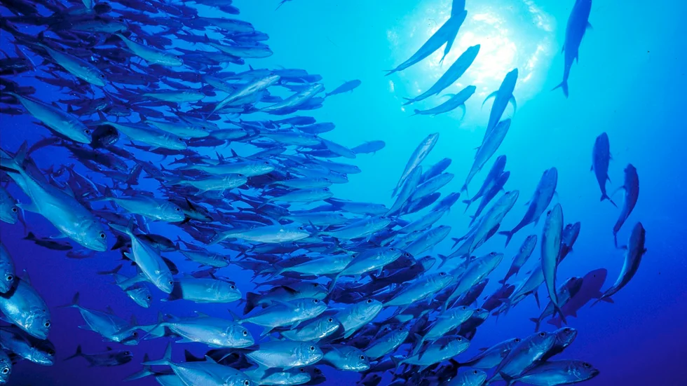 Foto: Cat Holloway/WWF
