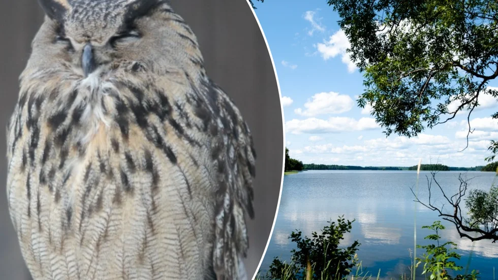Insjöar är i regel inte en ideala häckningsplatser för Berguvar, men Båvens branta klippor har nog kunnat inhysa både en och annan berguv genom åren. 