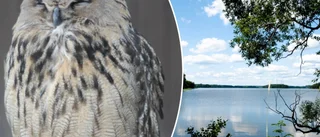 Fiskgjuse, rördrom och hasselsnok - har du koll på de förslagna ansvarsarterna