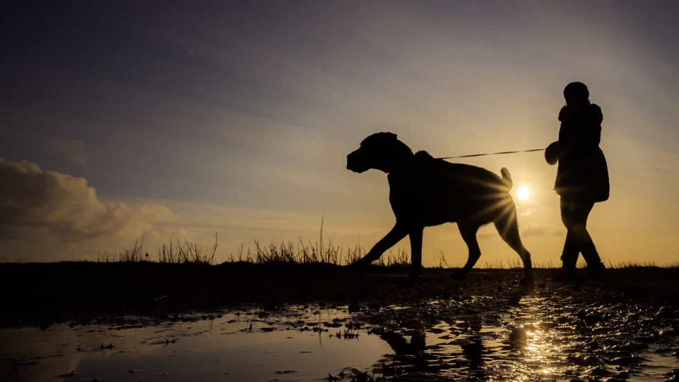 Labradoren Sammy är en överlevare. Genrebild, utan direkt koppling till händelsen i artikeln.