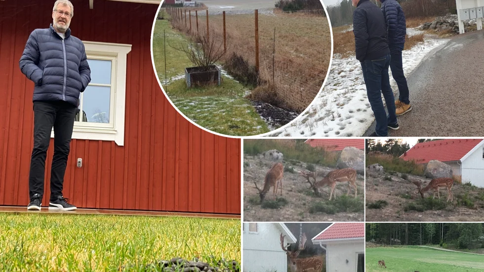 De boende vid Åda backar har problem med hjortar som tar sin i trädgårdar och stör trafiken. 