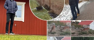 Hjortplågan vid Åda backar upprör villägare: "Bara att gilla läget", säger markägaren. 