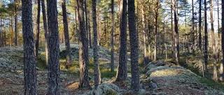 Reservatfeber: Stora fjällsjön är bara ett av tre nya naturreservat norr om Hälleforsnäs