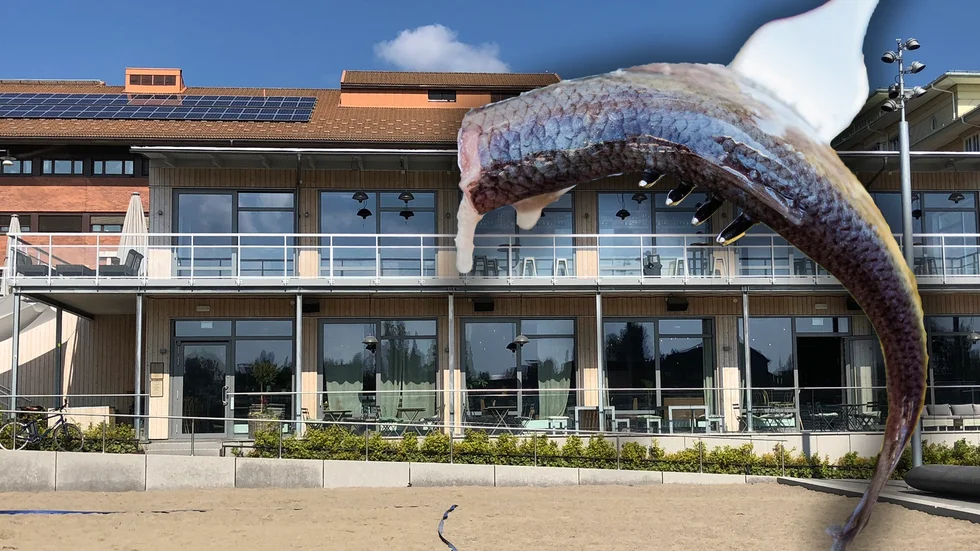 Brygg Club & Café ska testa att servera surströmming. (Bilden är ett montage) 