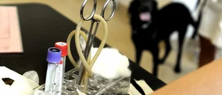 Hund fick avlivas – veterinär får kritik