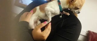 Chihuahuan Charlie på väg hem