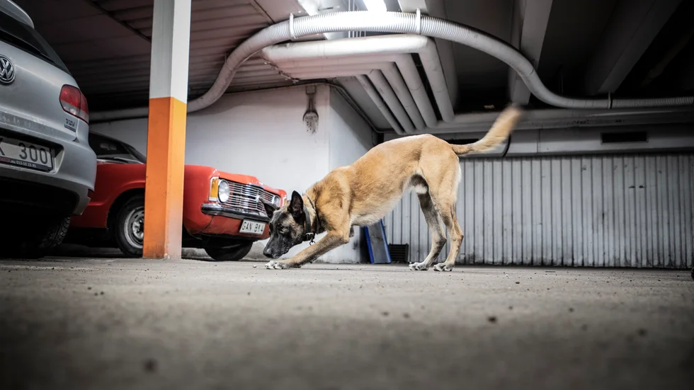 Här ligger det en tomhylsa på garagegolvet, denna gång utplacerad av hundföraren som en övning. Polishunden Disco hittar den lätt, inte med ögonen men med sin specialtränade nos.