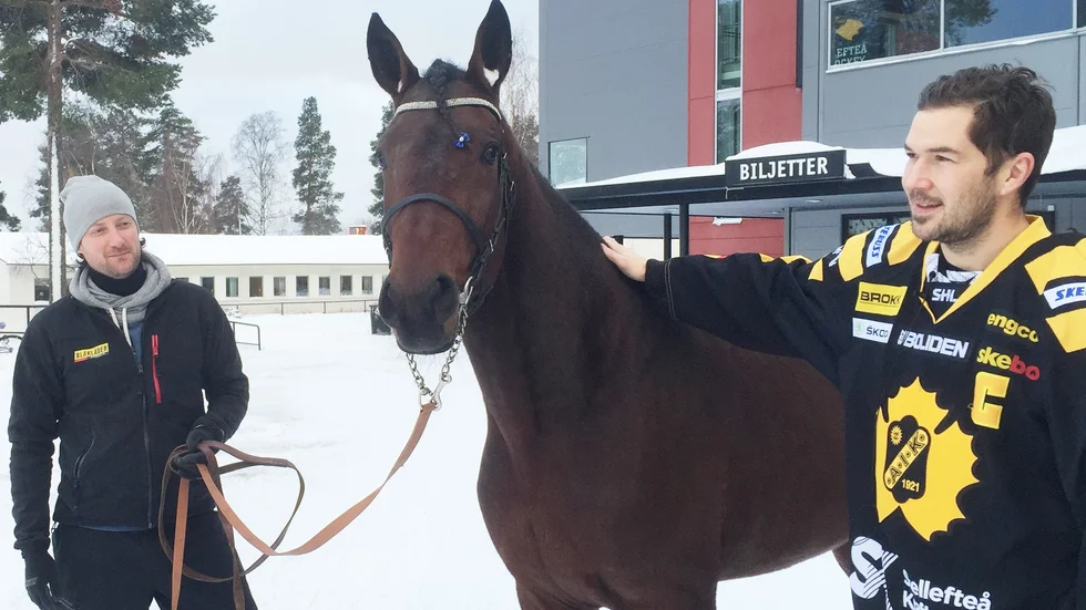 Stall Skellefteås treåringshingst Rectifier tillsammans med tränaren Christian Månsson och Skellefteå AIK.s lagkapten Jimmie Ericsson.