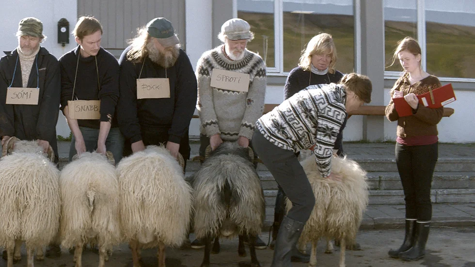 Bedöming. En veterinär agerar domare när dalens får ska bedömas och poängsättas.