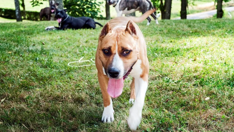 Den attackerande hunde ska enligt polisanmälan vara av en ”kamphund”. (Hunden på bilden har inget med artikelns innehåll att göra.)