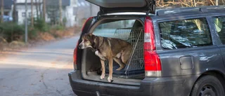 "Så kallat vanligt folk, som bor i villa, har en Volvo och vovve. V vill nu bli ett parti för dem"