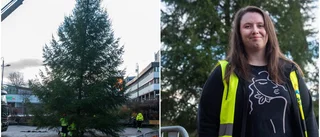 Så gick det till när årets stora julgran kom på plats: "Det är alltid en utmaning"