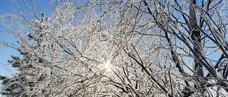 Läsarbilder: Fotosafari            
