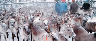 Se upp för renar vid Hökmarksberget